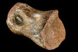 Struthiomimus Phalange (Toe Bone) - Montana #113162-3